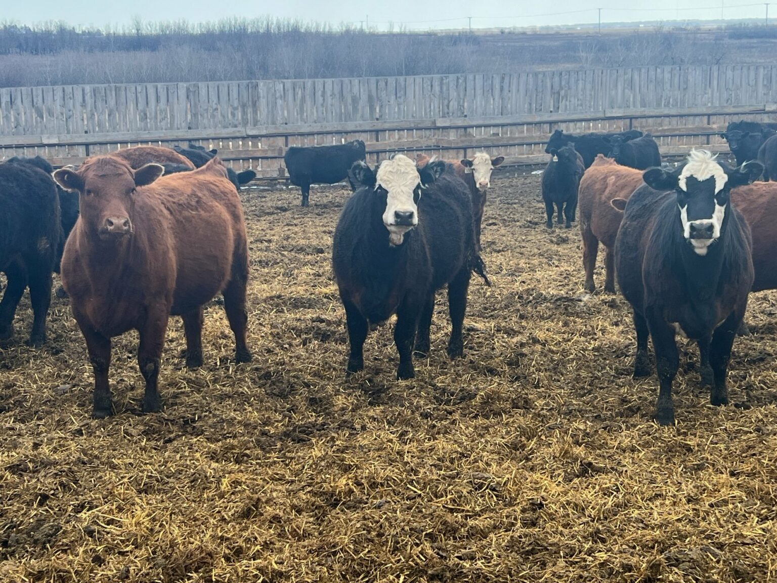 Events for November 2024 – Saskatoon Livestock Sales