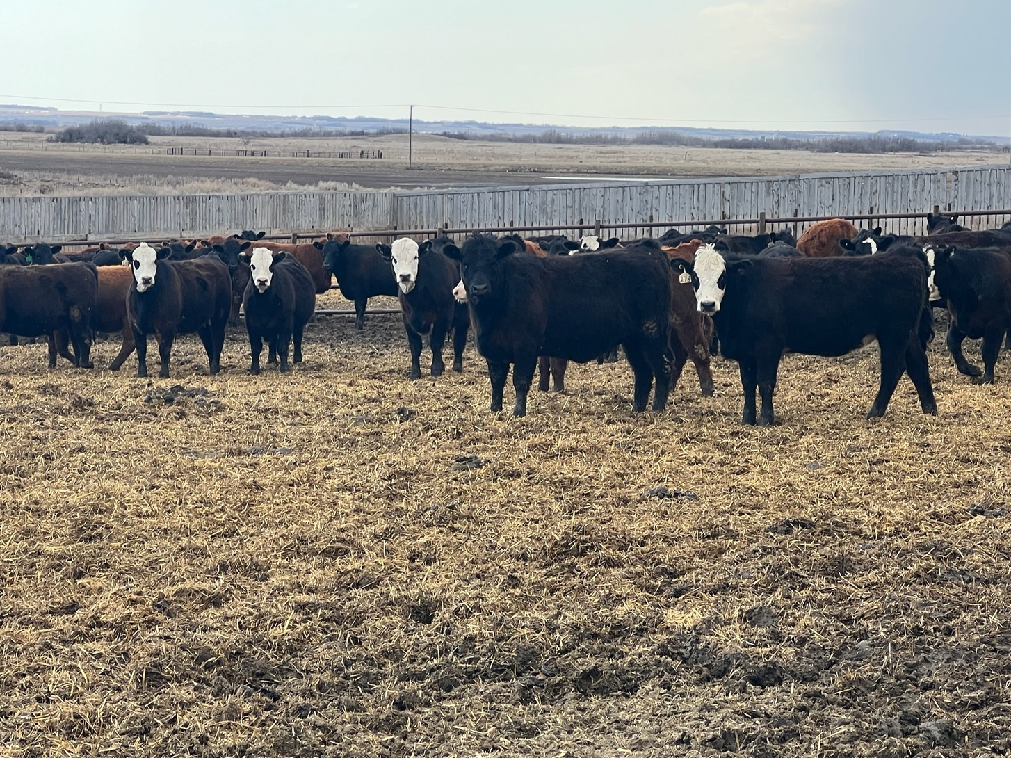 Events for November 2024 – Saskatoon Livestock Sales